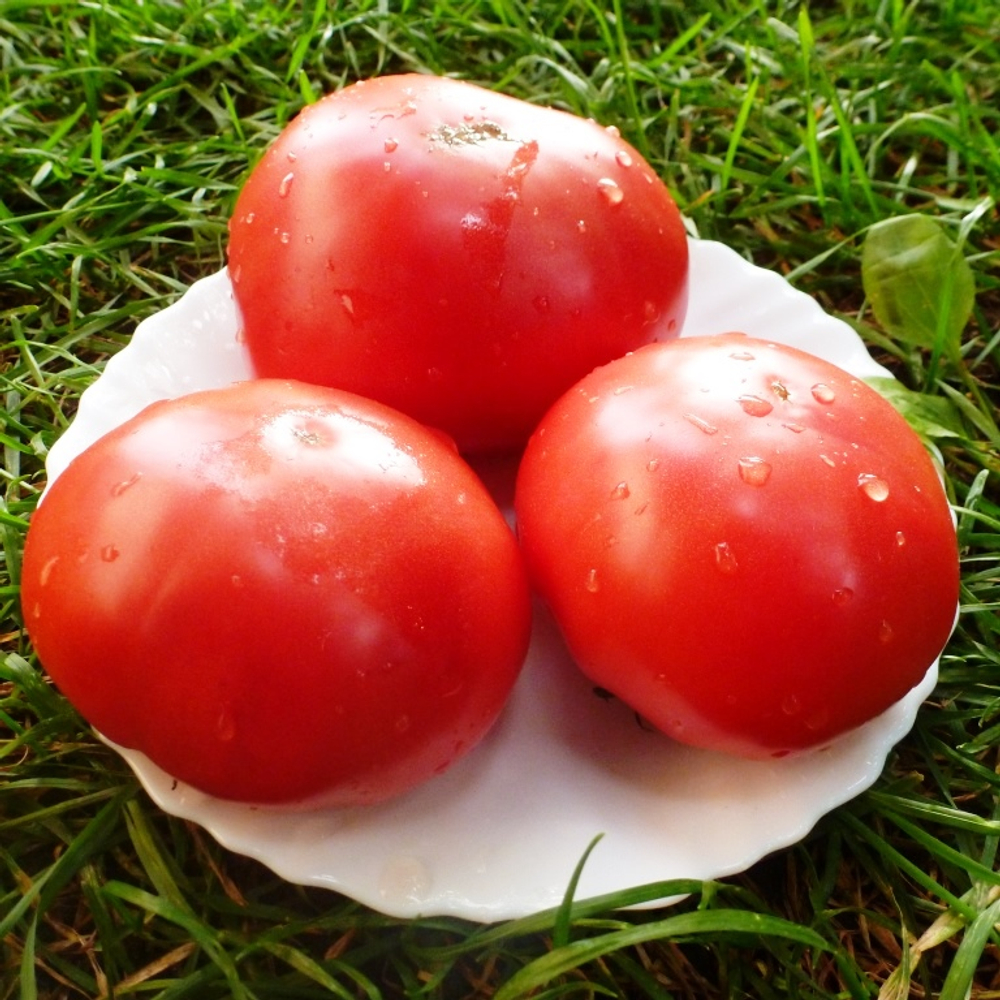 Помидоры Julia Child - Дитя Джулии