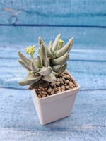 Crassula Cornuta (Крассула)
