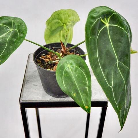 Антуриум FORGETII DARK