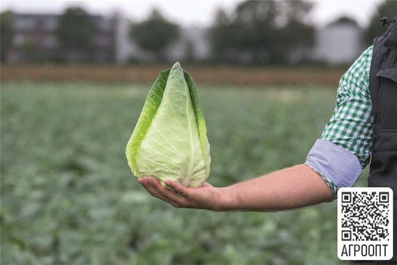 Карафлекс F1 семена капусты белокочанной (Bejo / Бейо) продукт – фото 2