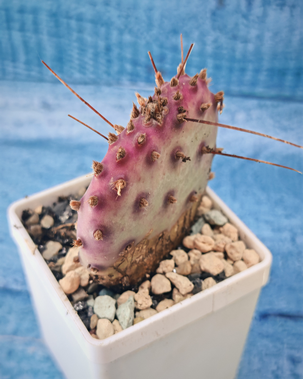 Opuntia Macrocentra (Опунция)