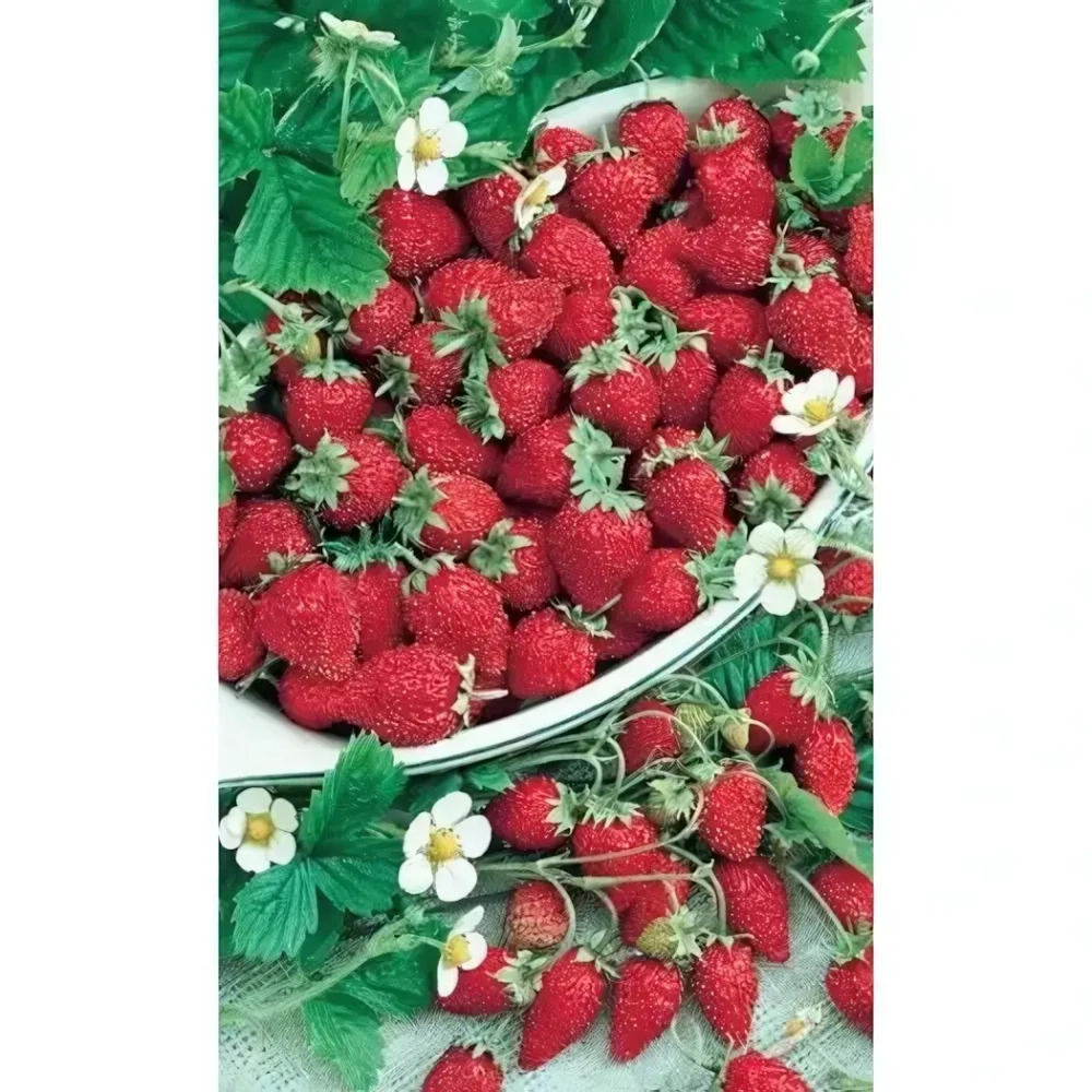 Семена Земляника Александрия - ремонтантная (УД) 0,05гр Е/П