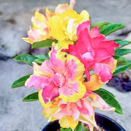 Адениум обесум 238 Cúc Hoa Đài