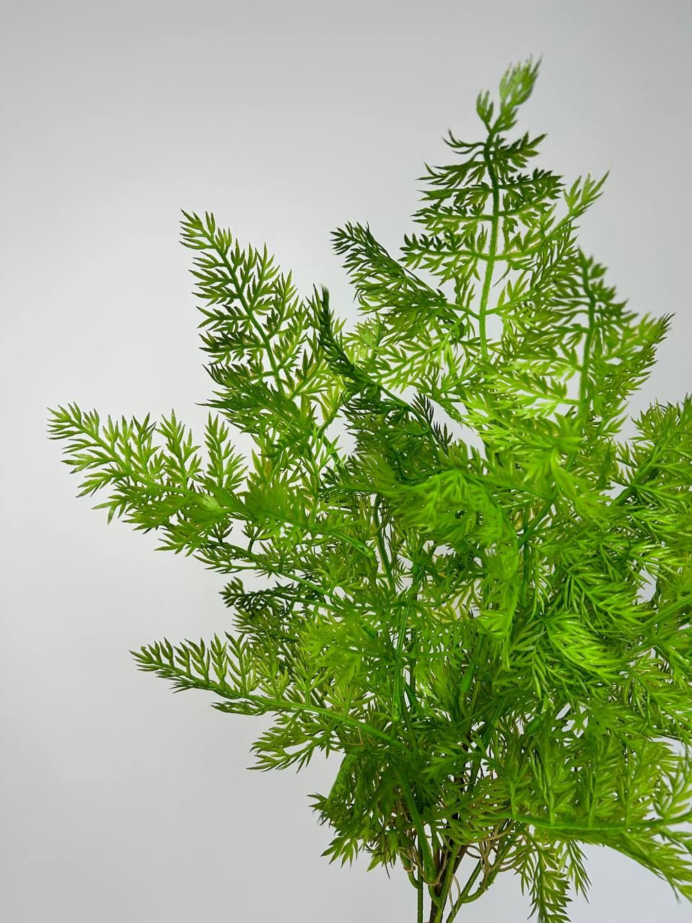 Куст папоротника / Арт 5015