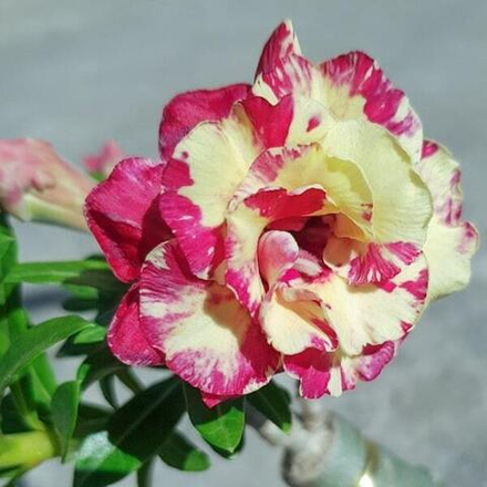 Адениум обесум 154 Diệu Châu