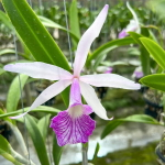 Орхидея брассавола х каттлея B. NODOSA X C. PURPURATA