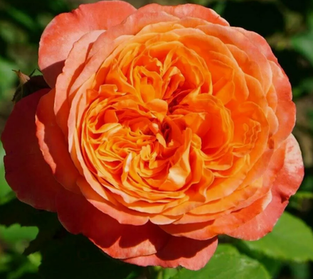 Роза парковая Эмильен Гийо ОКС конец апреля -май 2026