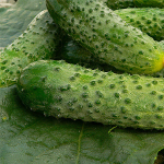 Герман F1 семена огурца партенокарпического (Seminis / Семинис)