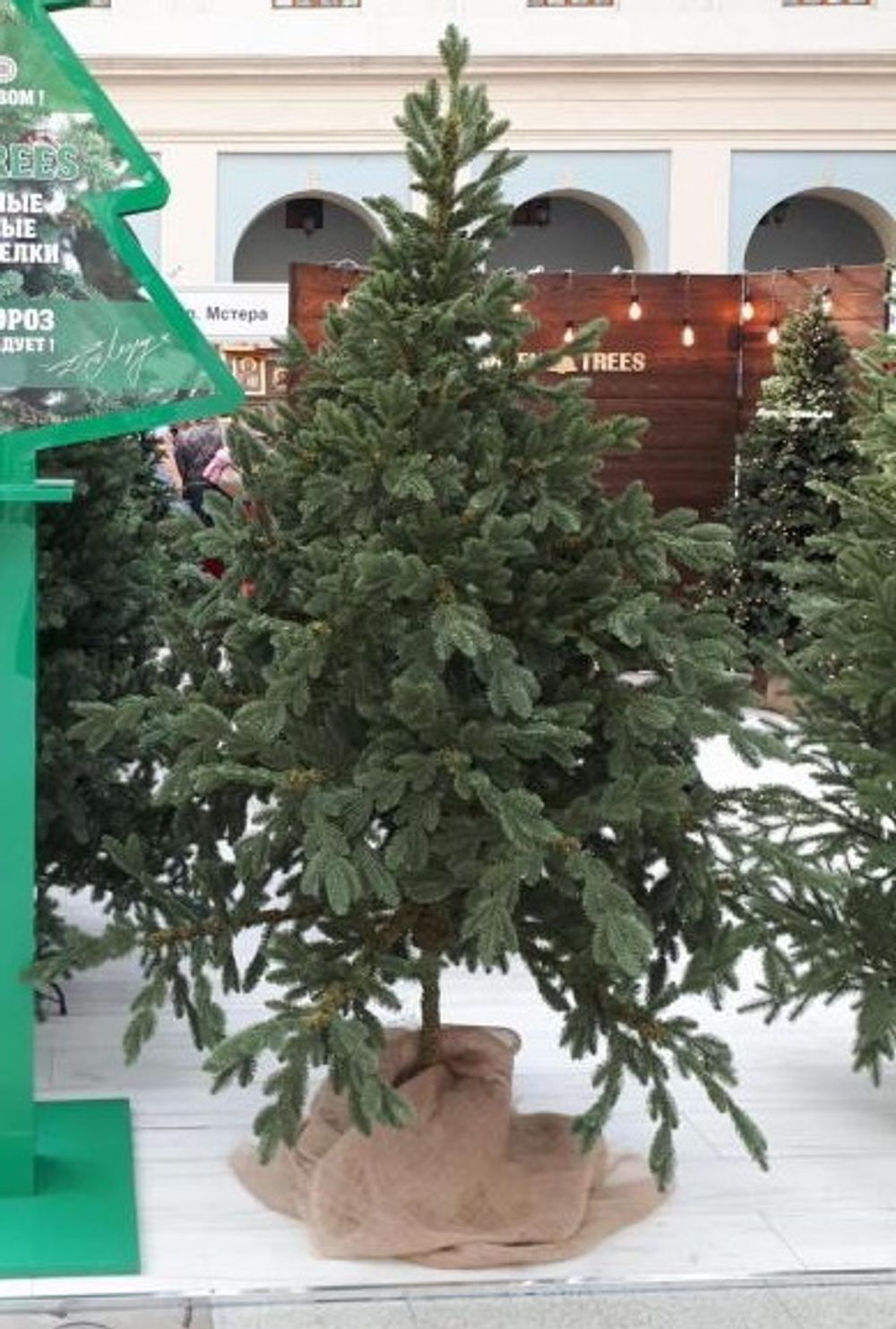 Искусственная ель на ножке «Датская» (хвоя Литая) 240 см / 2.4 м