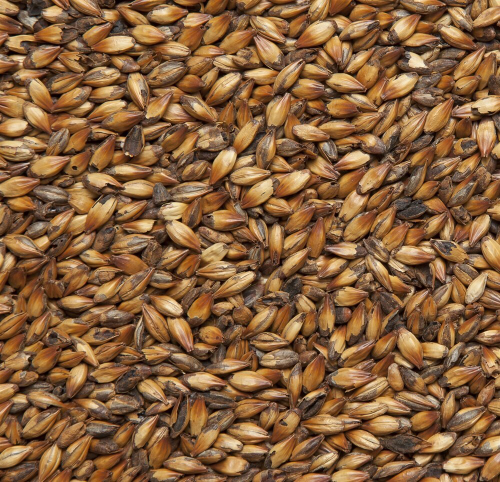 Солод ячменный пивоваренный "Двойной обжарки 250-350", Курский солод