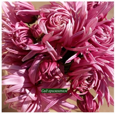 Хризантема домашняя крученная нежно розовая     (отгрузка  Сентябрь)