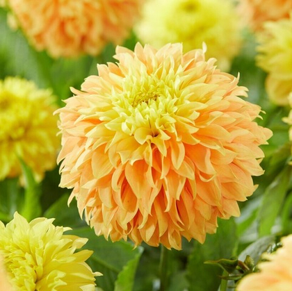 Георгина Дип Импакт бахромчатая