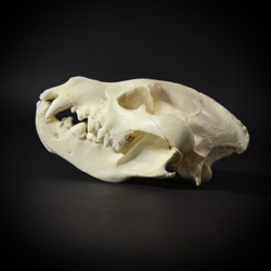 Череп бурой гиены