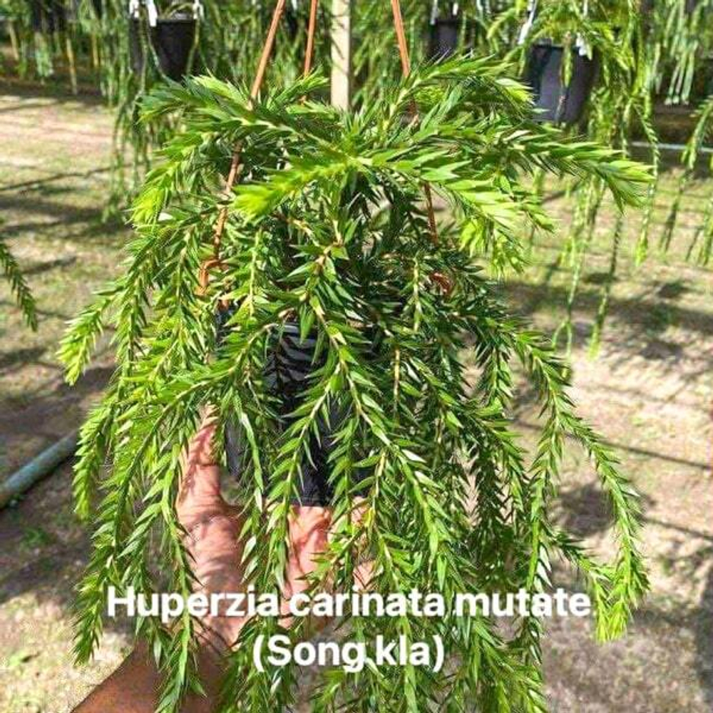 Хуперция H.CARINATA MUT SONGKHLA