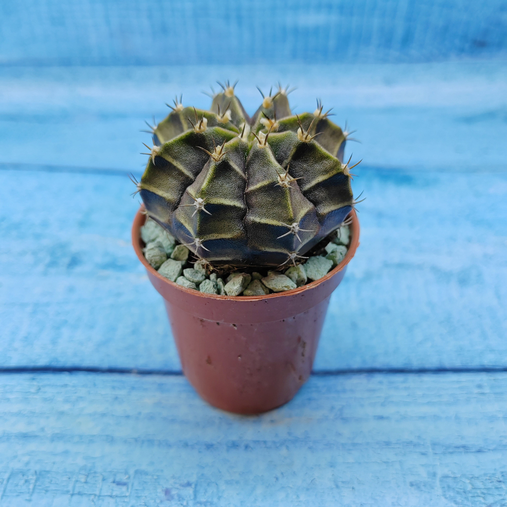 Gymnocalycium Friedrichii (Гимнокалициум)