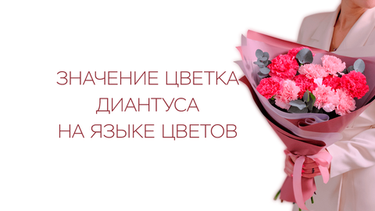 Значение цветка диантуса на языке цветов