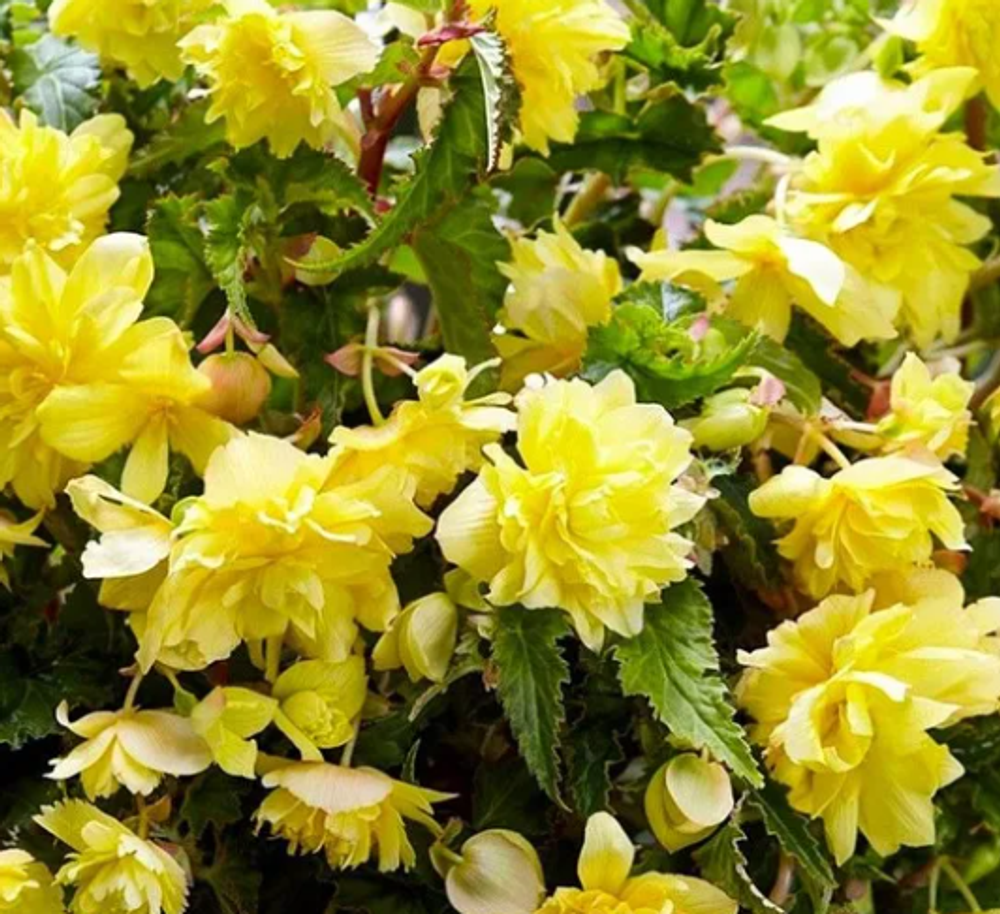 Бегония клубневая Пендула Еллоу март-апрель 26