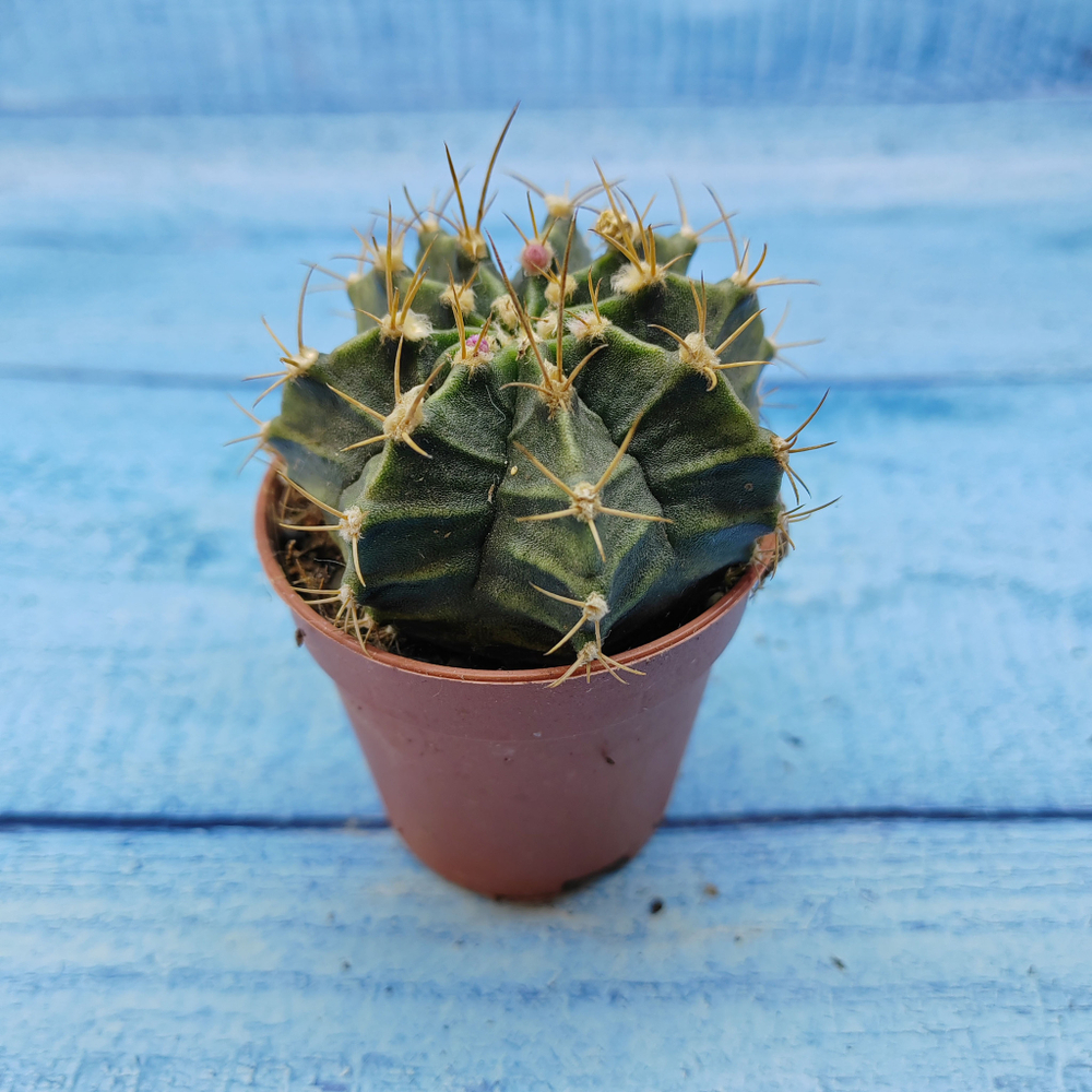 Gymnocalycium Friedrichii (Гимнокалициум)