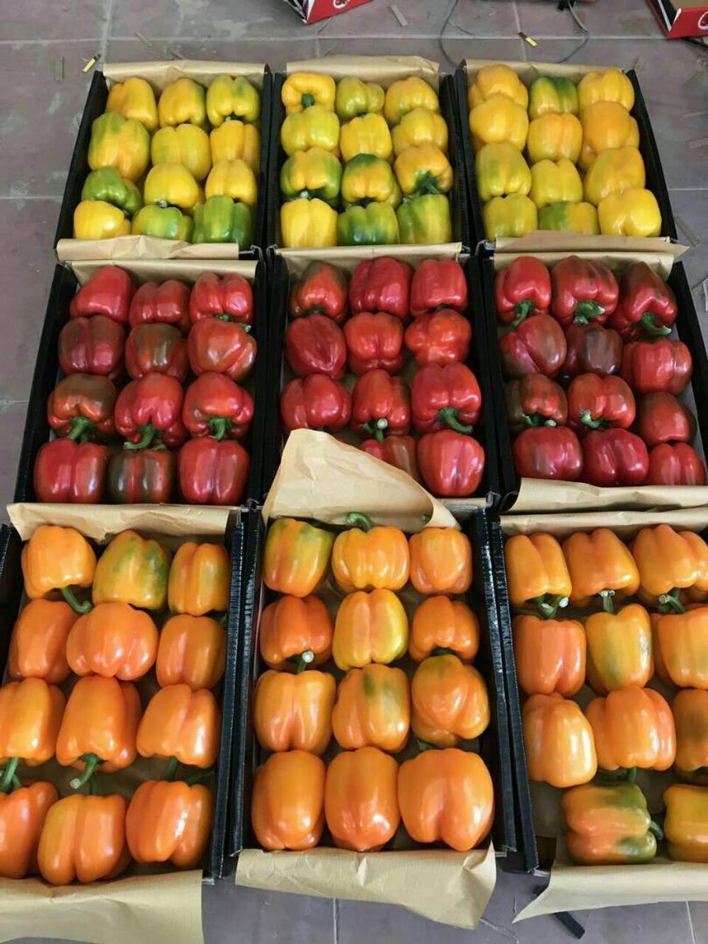 болгарский красный перец. зеленый перец, желтый перец- Египет