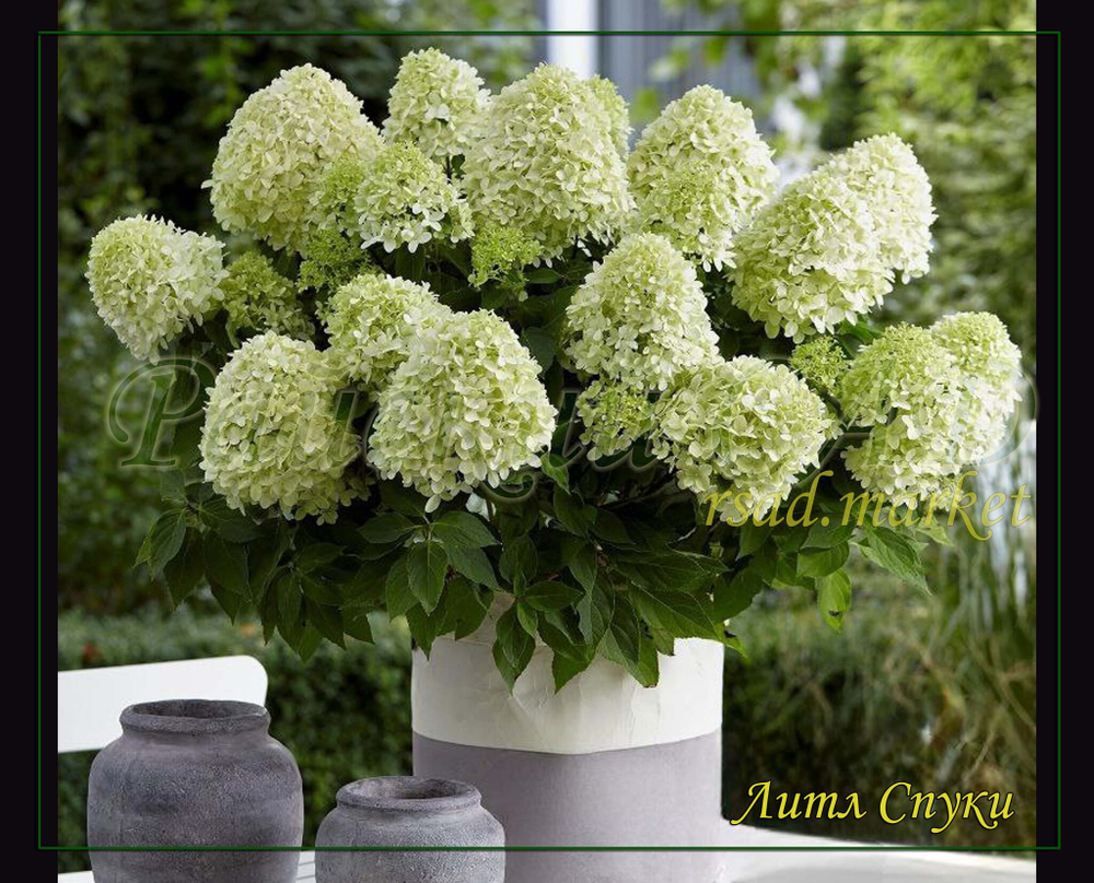 Гортензия метельчатая Литл спуки- Очень маленький (Hydrangea paniculata `Little Spooky`)