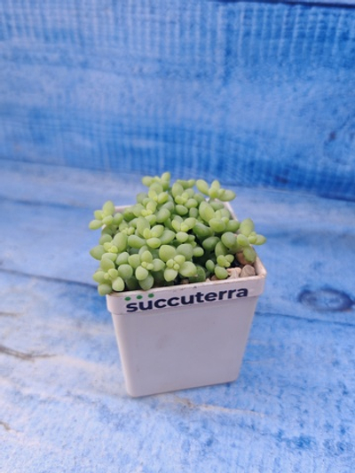 Sedum Burrito (Седум)