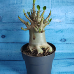 Adenium Baobab (Адениум)