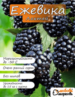 Ежевика саженец ЛохТей