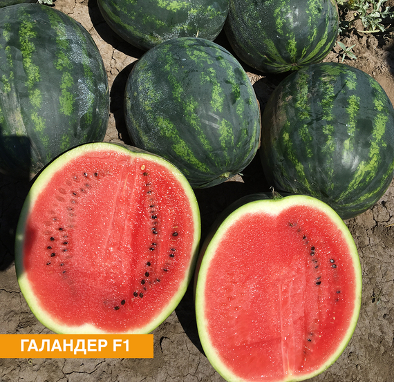 Галандер F1 семена арбуза (Nunhems / Нюнемс) культура – фото 2
