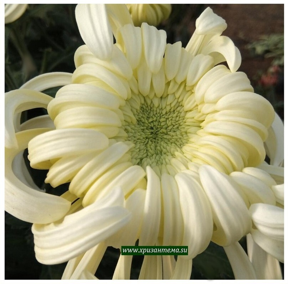 Хризантема одноголовая Viena White ☘ о.67 (отгрузка Август)