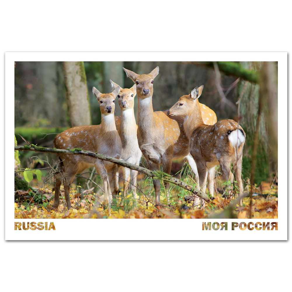 Пятнистые олени. Национальный парк «Лосиный остров», Москва