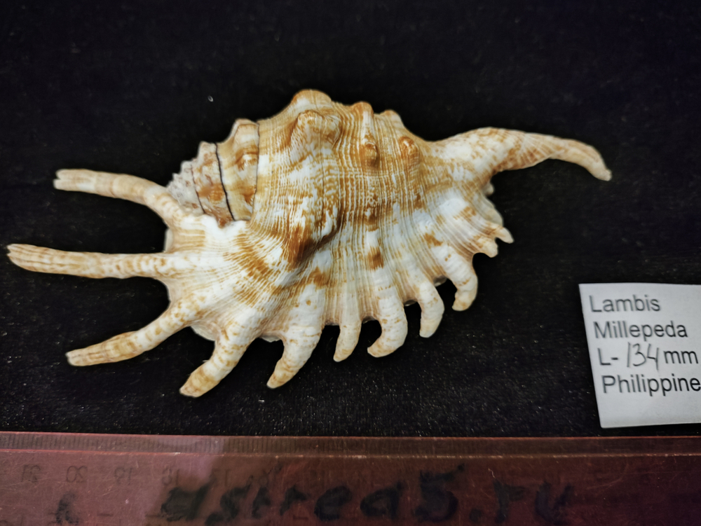 Лямбисы "130-170 мм"