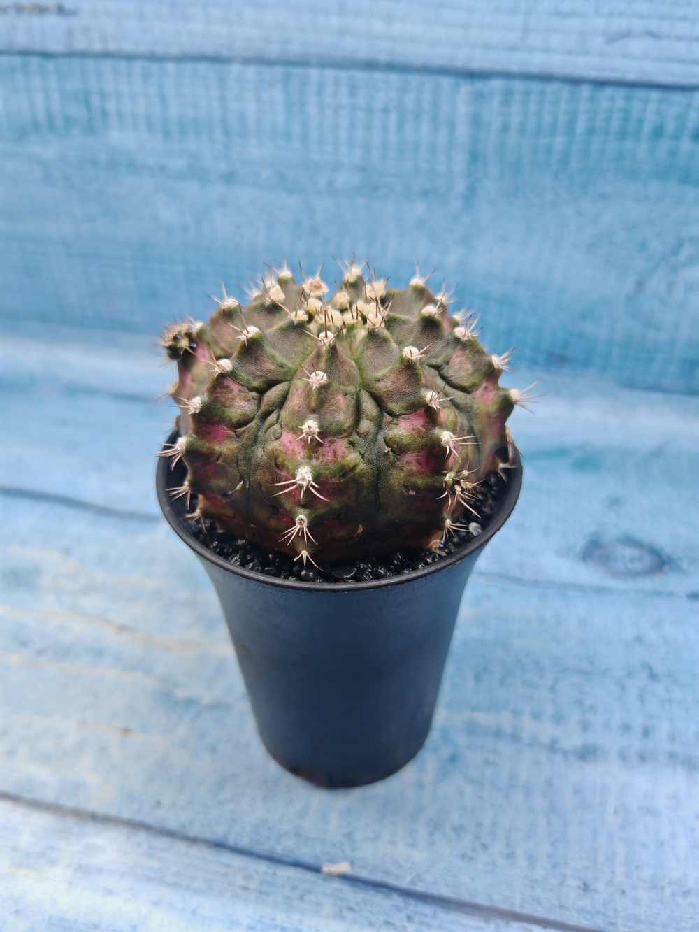 Gymnocalycium T-Rex Pink hybride (Гимнокалициум T-rex)