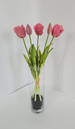 Тюльпаны бахромчатые / Арт 2546