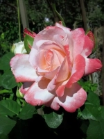 Роза чайно-гибридная Биг Эппл