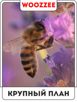 Набор постеров "Красота Лаванды" 3шт.