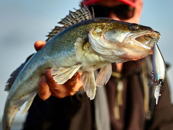 Воблер плавающий LJ ORIGINAL SHAD-XDR F 08.00/003