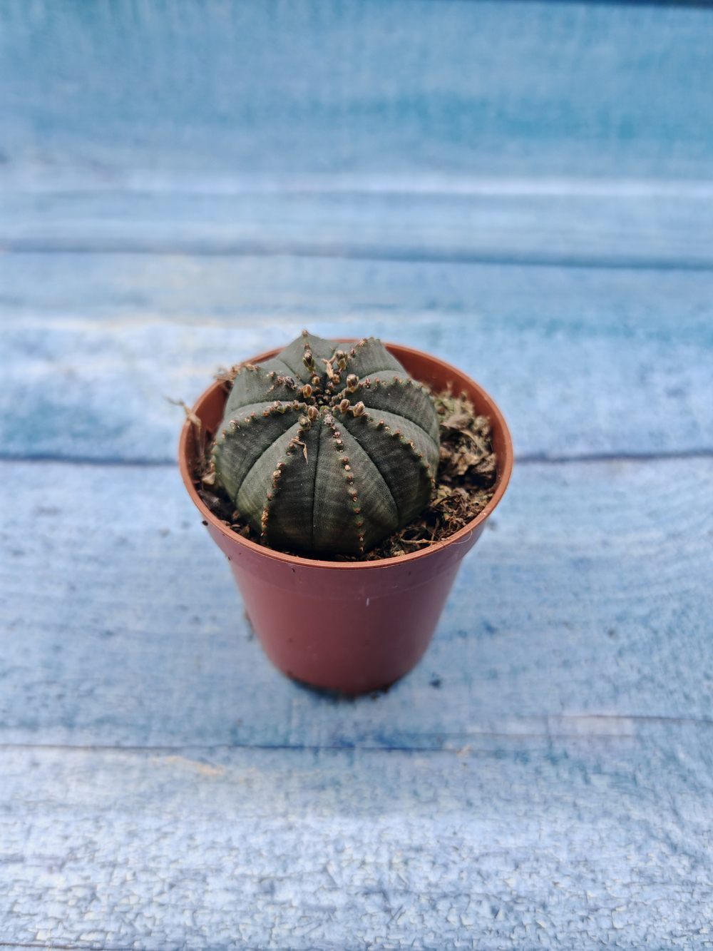 Euphoria Obesa (Эуфорбия)