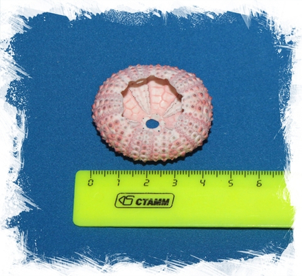 Панцирь морского ежа розовый