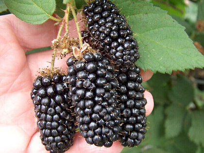 Ежевика Карака Блэк