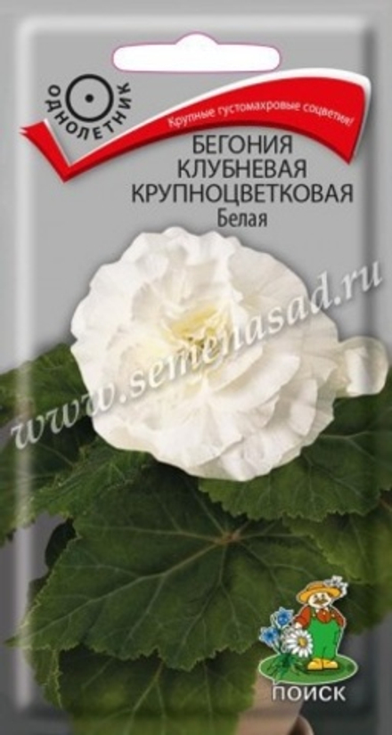 Бегония Белая клуб.крупноцв. 5шт Ц Поиск
