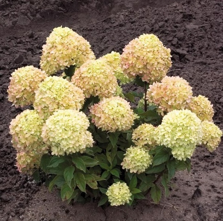 Литл лайм «Little Lime» С2