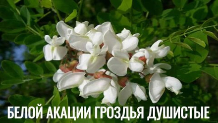 Романс «Белой аĸации гроздья душистые»