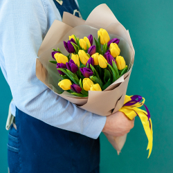 Желтые и фиолетовые тюльпаны