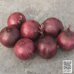 Робин семена лука репчатого (Bejo / Бейо)