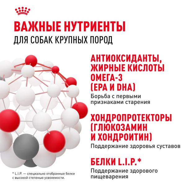 Сухой корм Royal Canin Maxi Ageing 8+ для стареющих собак крупных размеров от 8 лет и старше