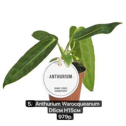05. Антуриум Варокеанум (Anthurium Warocqueanum) D6см Н15см