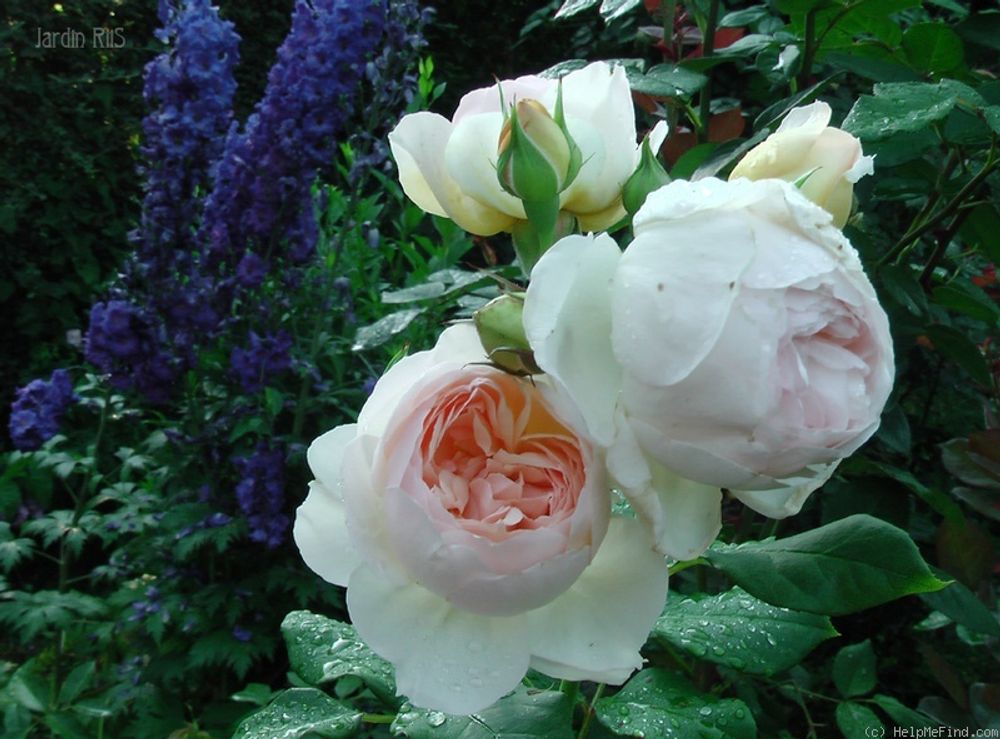 Мишель Морган (Michele Morgan)