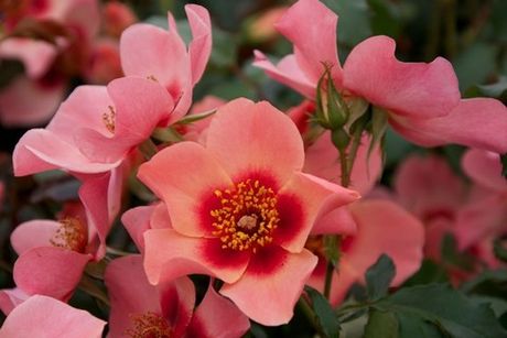 Фо Ю Айс Онли (For Your Eyes Only)