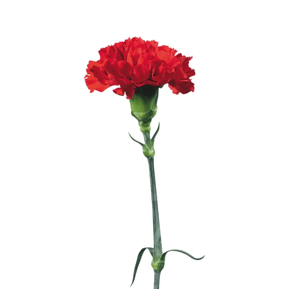 Red (CO)