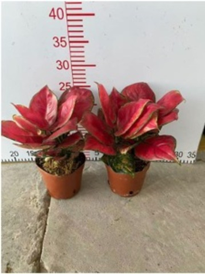 Аглаонема Red Auspicious д.12